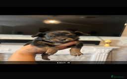 Chihuahua dogs for sale: Chihuahua puppys in Maidstone - Image 1
