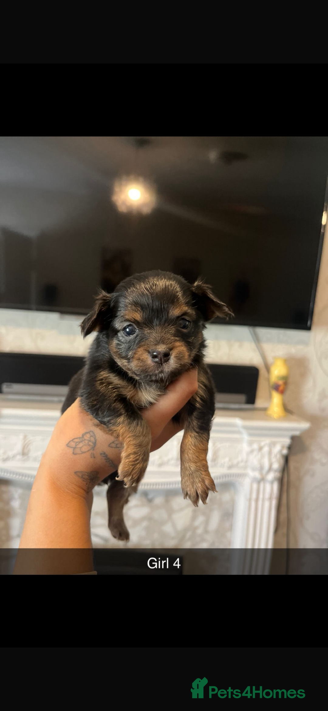 Chihuahua dogs for sale: Chihuahua puppys in Maidstone - Image 1