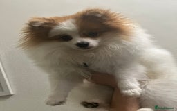 Pomeranian dogs for stud: Pomeranian Male Stud – “Oreo - Advert 3