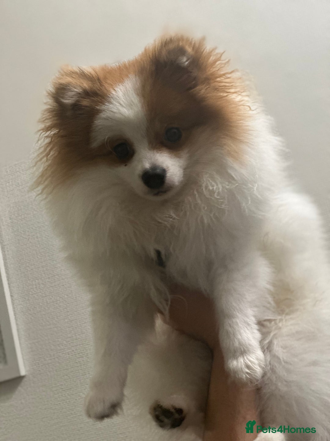 Pomeranian dogs for stud: Pomeranian Male Stud – “Oreo - Advert 3