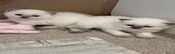 British Shorthair cats for sale: British shorthair colourpoint kittens - Advert 19