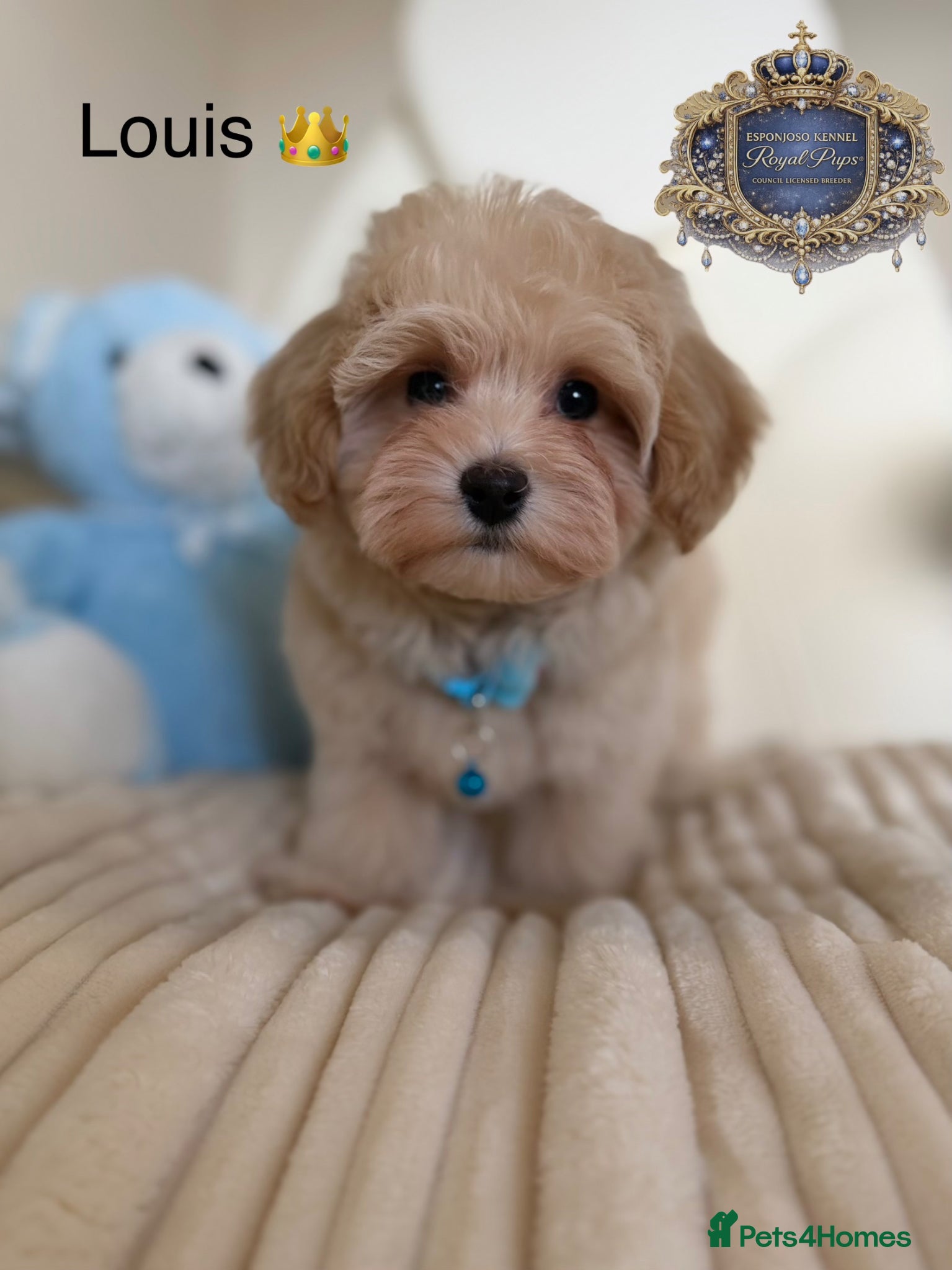 Maltipoo dogs 👑READY NOW Asian Maltipoo Boys Licensed breeder👑 - Advert 4