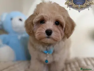 Maltipoo dogs 👑READY NOW Asian Maltipoo Boys Licensed breeder👑 - Advert 4