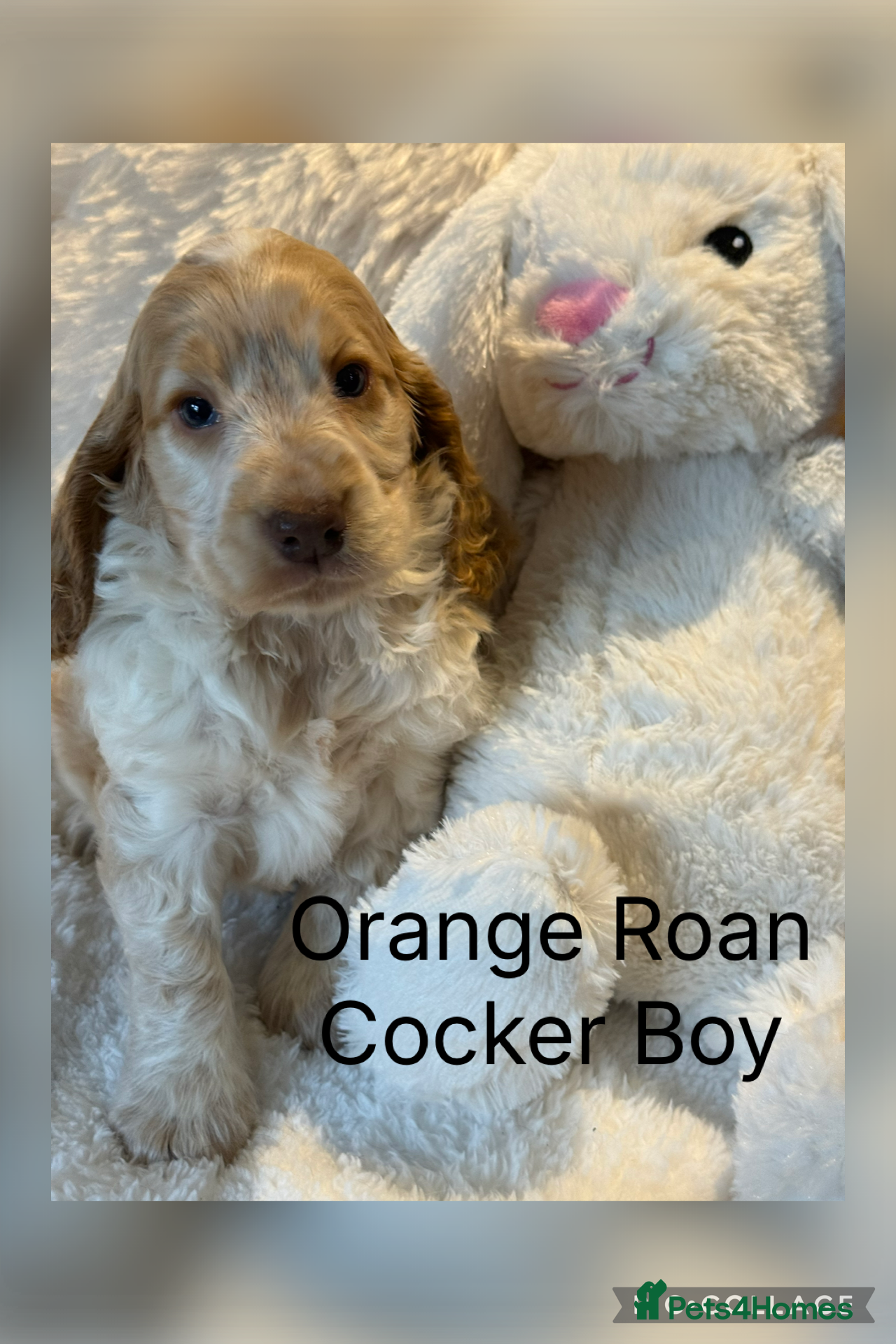 Cocker Spaniel dogs Stunning Show Cocker Spaniels - Advert 5