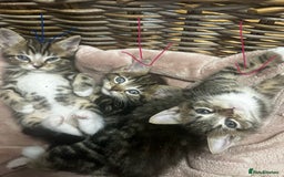 Mixed Breed cats for sale: 6 Of the cutest kittens ever !  - Image 29