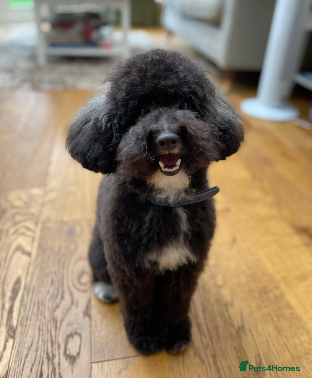 Toy Poodle dogs for stud: ADORABLE TOY POODLE FOR STUD in Bromley - Advert 3