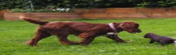 Cocker Spaniel dogs for sale: KC registered Working Cockers- Maesydderwen bred - Advert 21