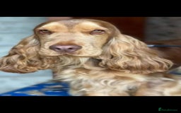 Cocker Spaniel dogs for sale: 1 beautiful kc reg show cocker puppy for sale - Image 8