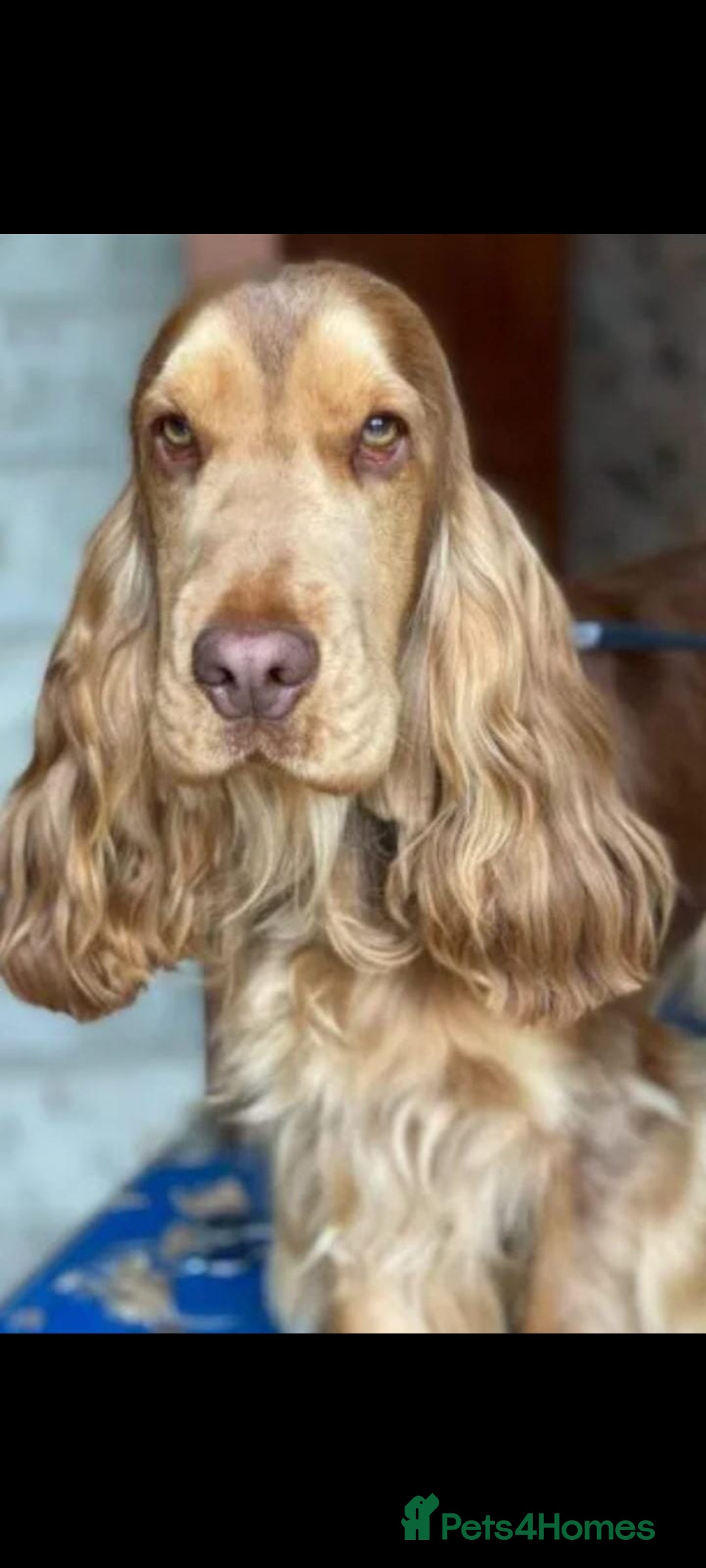 Cocker Spaniel dogs for sale: 1 beautiful kc reg show cocker puppy for sale - Image 8