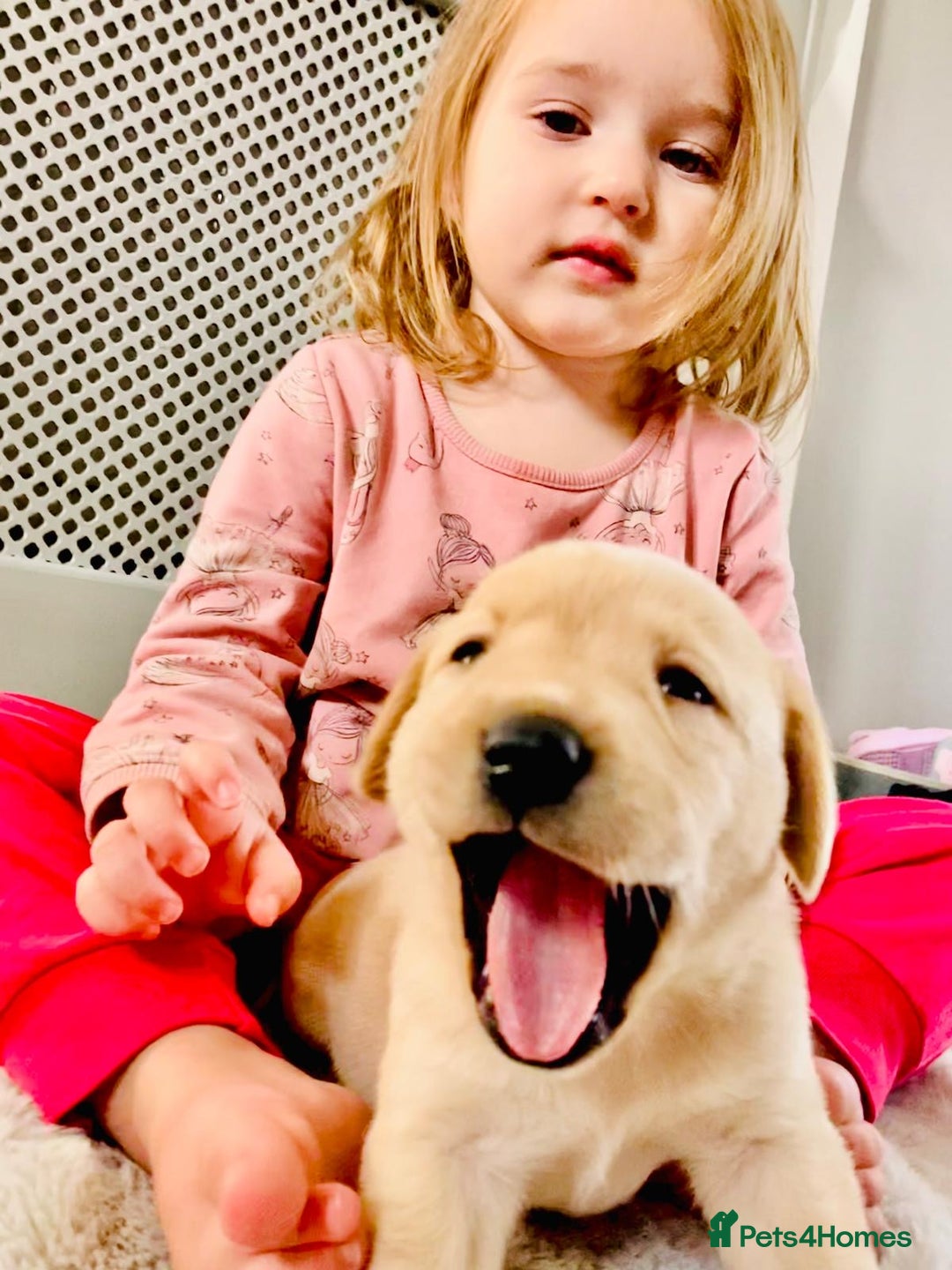 Labrador Retriever dogs for sale: 3 Color KC Labrador retriever 29. 11.2025 - Advert 1