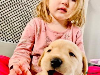 Labrador Retriever dogs 3 Color KC Labrador retriever 29. 11.2025 - Advert 2