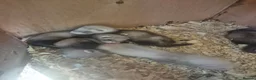 Ferret rodents for sale: Ferret kits looking for forever homes - Advert 8