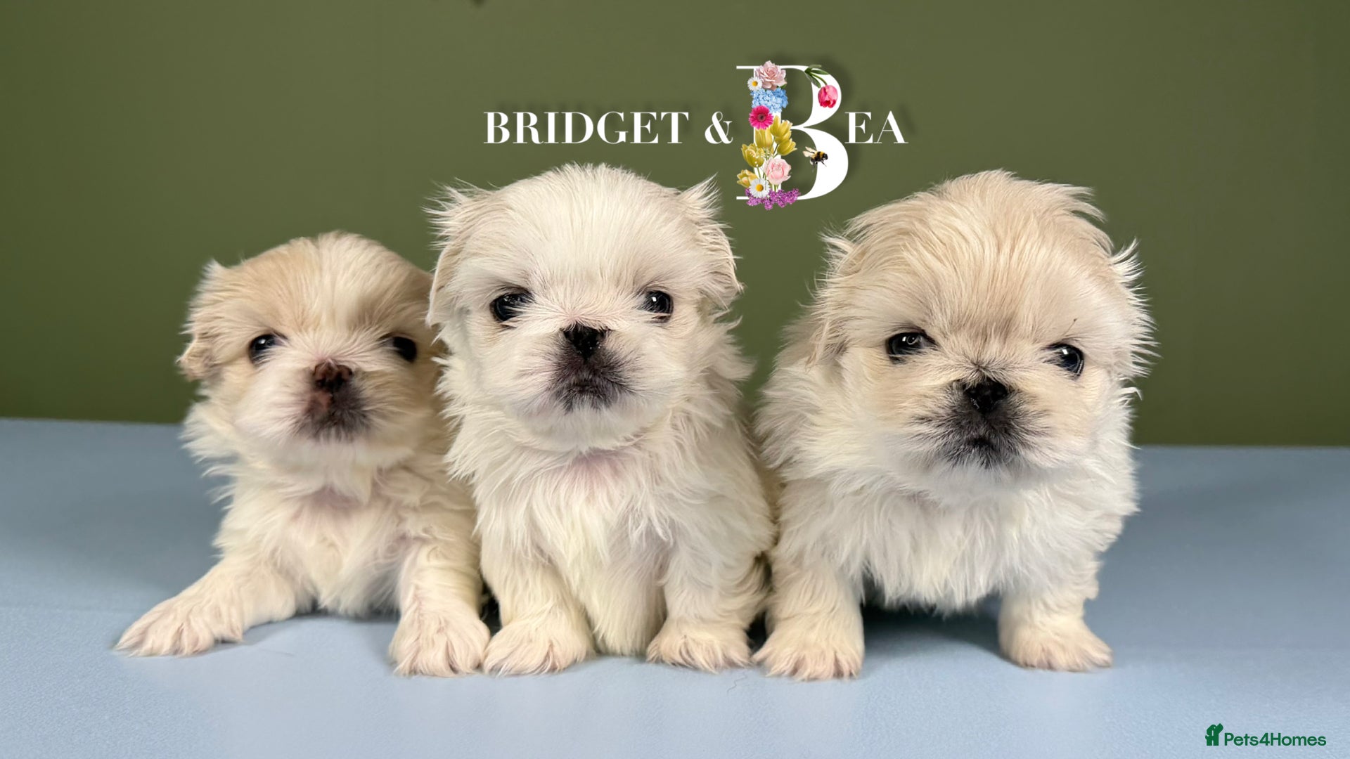Pekingese dogs 💙ONLY 1 CREAM BOY LEFT💙 - Advert 6