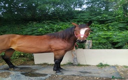 Irish Sports horses for sale: 3yr old ISH filly - Image 1