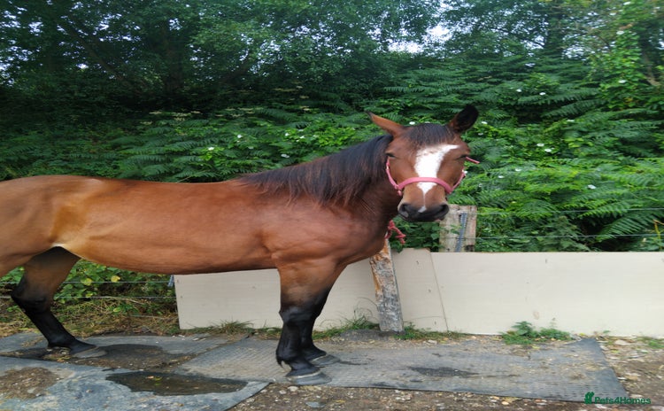Irish Sports horses - Advert 1