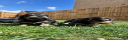 Miniature Dachshund dogs for sale: Ready KC Long-Haired Miniature Dachshund puppies  - Advert 9