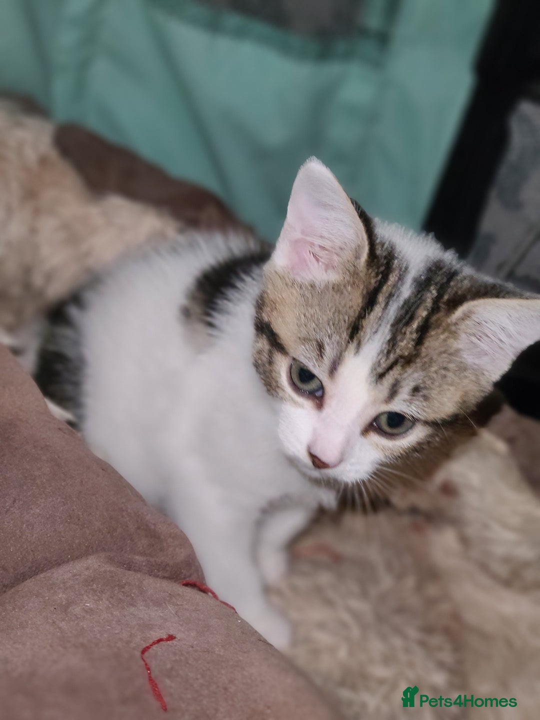 Mixed Breed cats for sale: 3 beautiful kittens - Advert 5