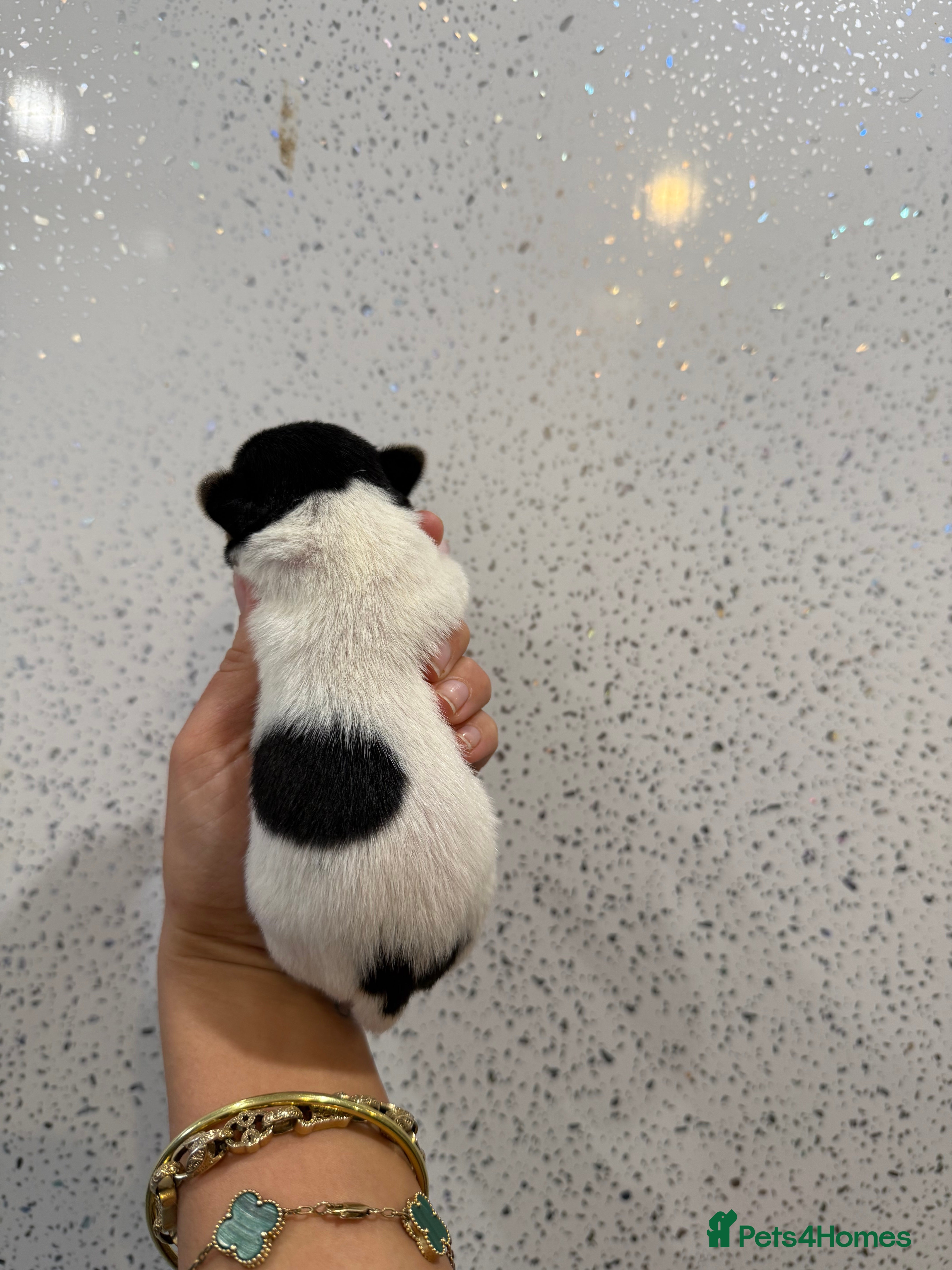 Jack Russell dogs Traditional Jack Russell Puppies  - Advert 2