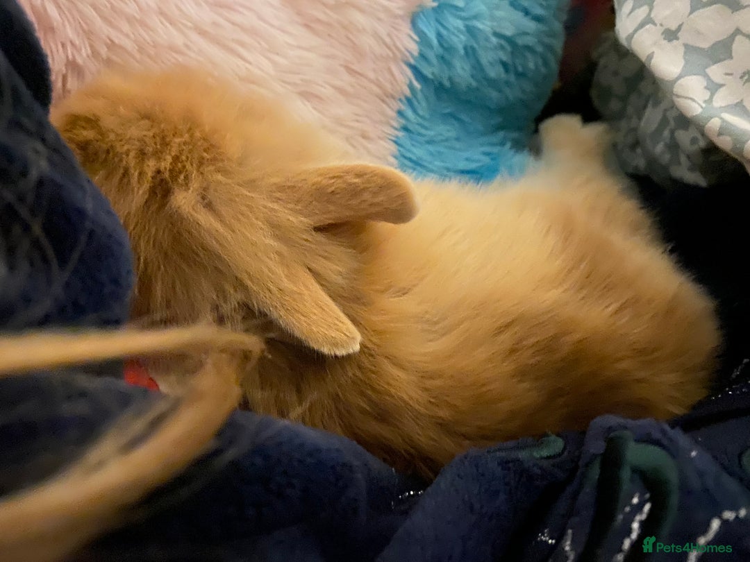 Lionhead rabbits for sale: Baby rabbit  - Advert 5