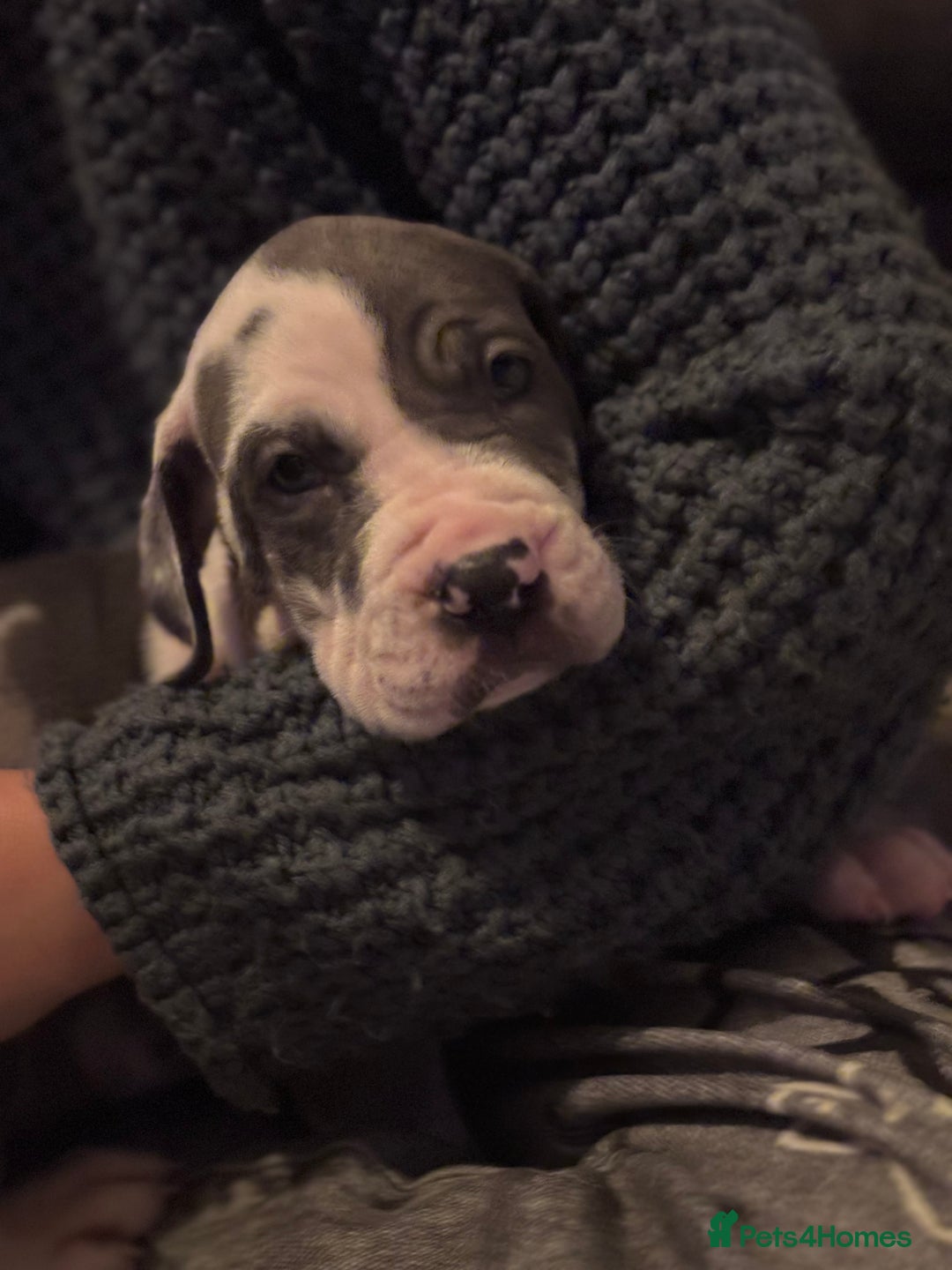 Great Dane dogs for sale: KC registered blue Great Dane puppies - Image 39