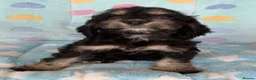 Cockapoo dogs for sale: Beautiful cockapoos 🐶🐶 ready now - Advert 24