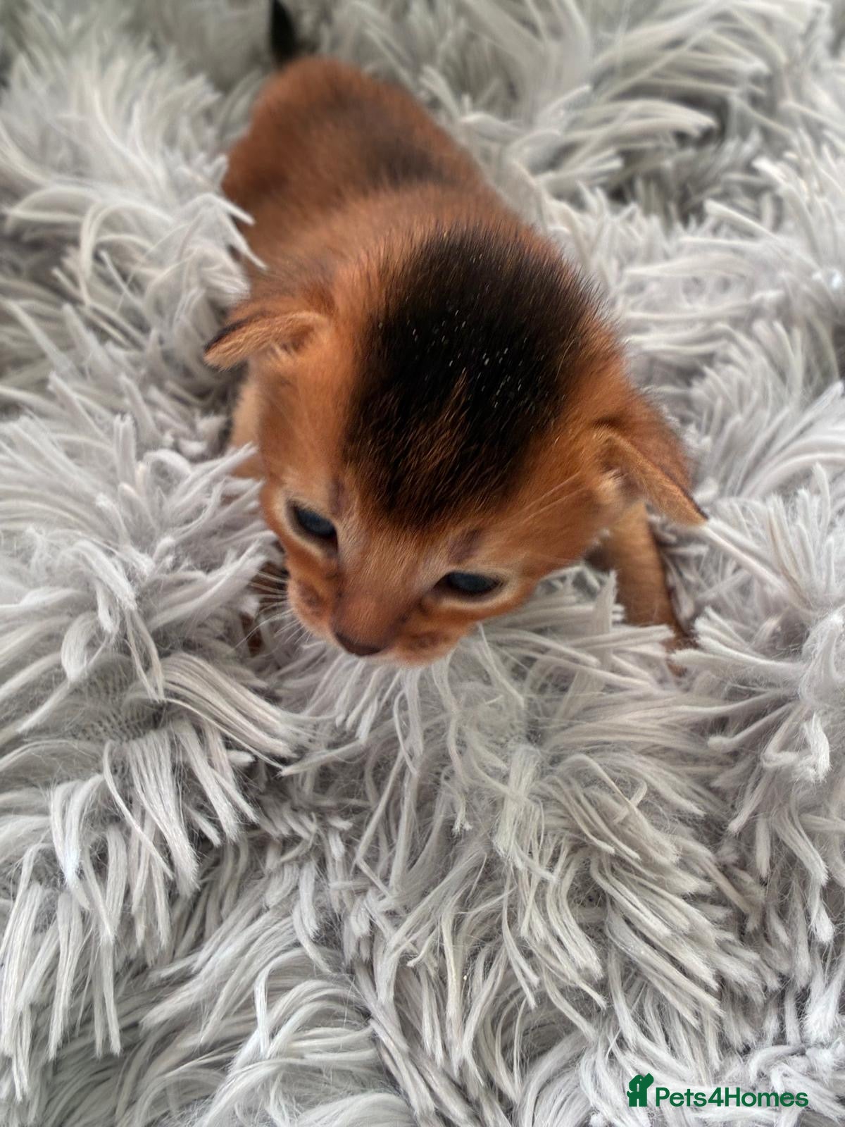 Abyssinian cats TICA 5* pedigree Abyssinian Kittens  - Advert 1