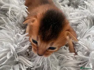 Abyssinian cats TICA 5* pedigree Abyssinian Kittens - Advert 1