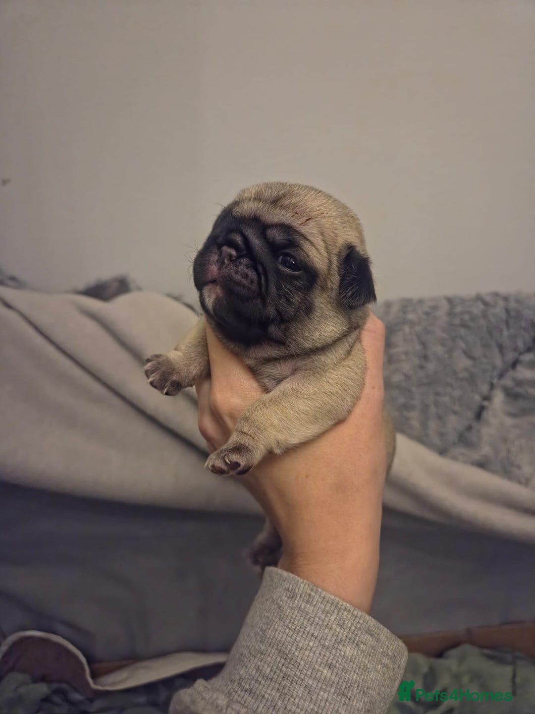 Pug dogs for sale: Pug Puppies - Image 14
