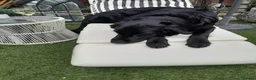 Golden Shepherd dogs for sale: ​Jet Black Golden Shepherd Needs Only-Dog Home in Thetford - Advert 7