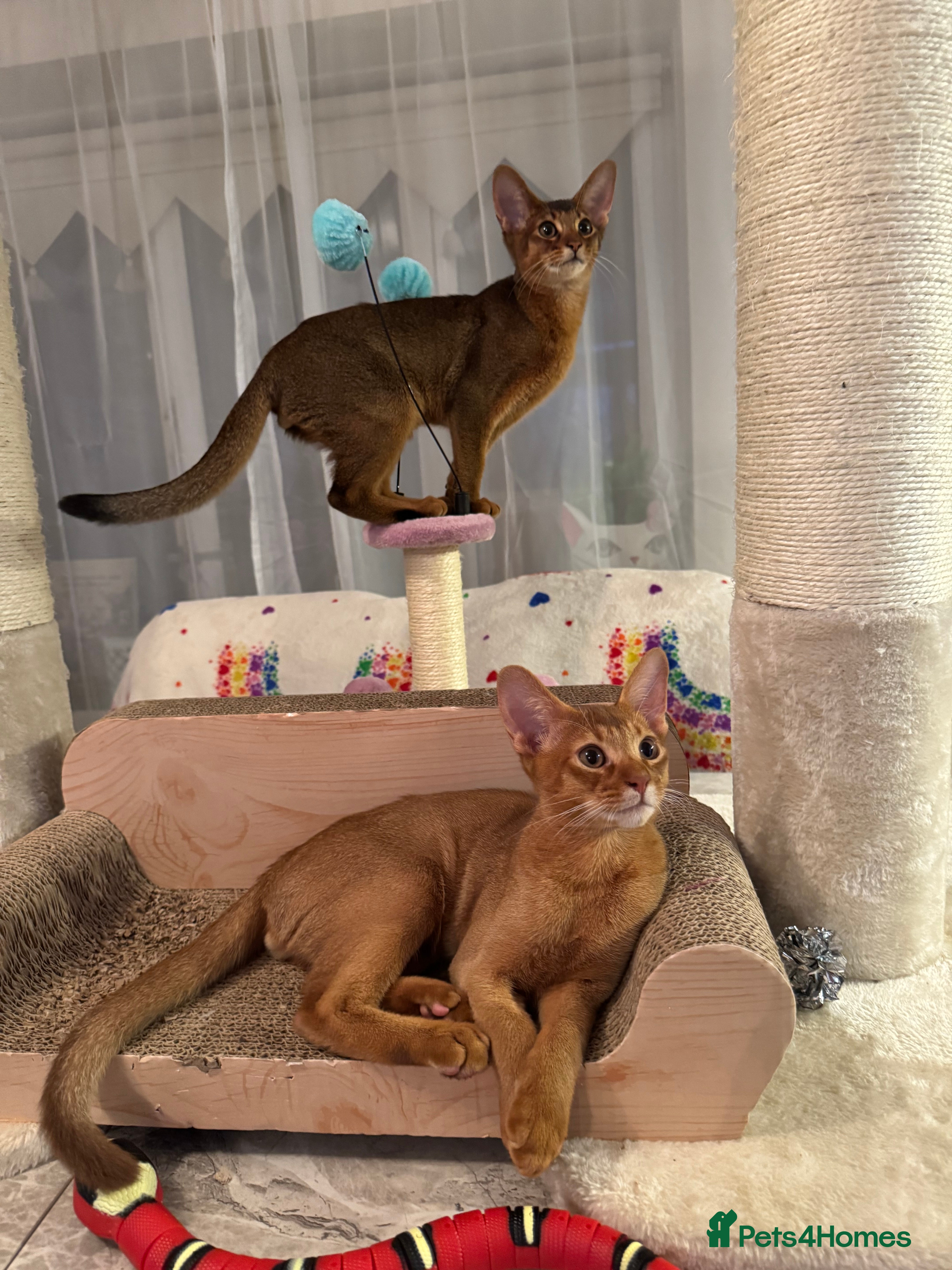 Abyssinian cats Abyssinian kittens looking for a new forever home - Advert 2