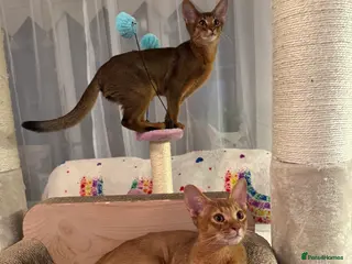 Abyssinian cats Abyssinian kittens looking for a new forever home - Advert 2