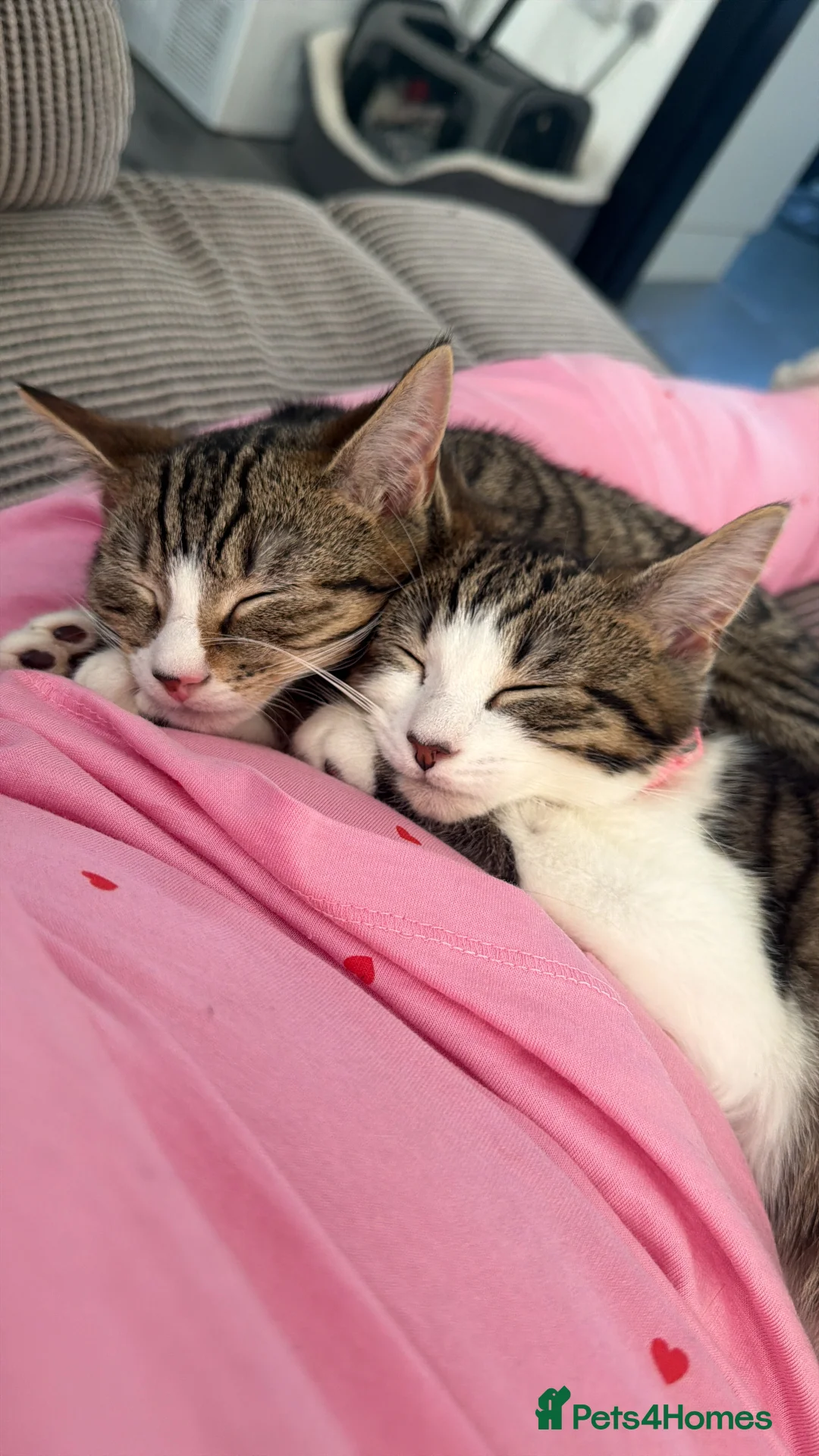 Mixed Breed cats for sale: Two males mixed breed  - Advert 1