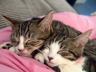 Mixed Breed cats Two males mixed breed - Advert 1