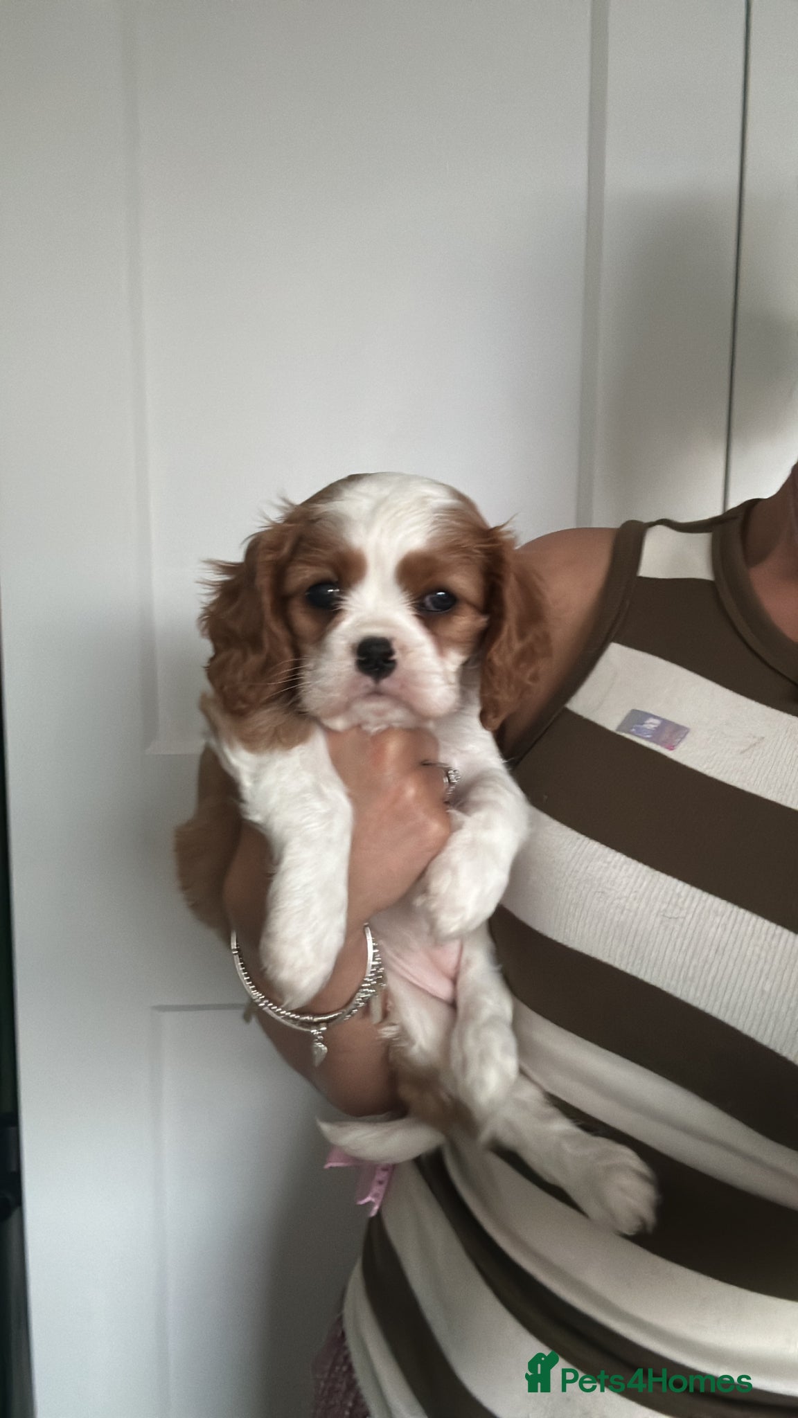 Cavalier King Charles Spaniel dogs Pedigree cavalier King Charles spaniel puppies.  - Advert 2