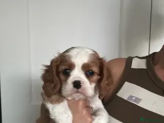 Cavalier King Charles Spaniel dogs Pedigree cavalier King Charles spaniel puppies. - Advert 2