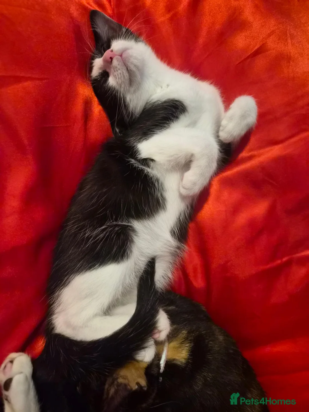 Mixed Breed cats for sale: Kittens for sale  in Leicester - Advert 1