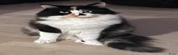 Ragdoll cats for sale: Ragdoll/Persian cross - 4 beautiful kittens - Advert 1