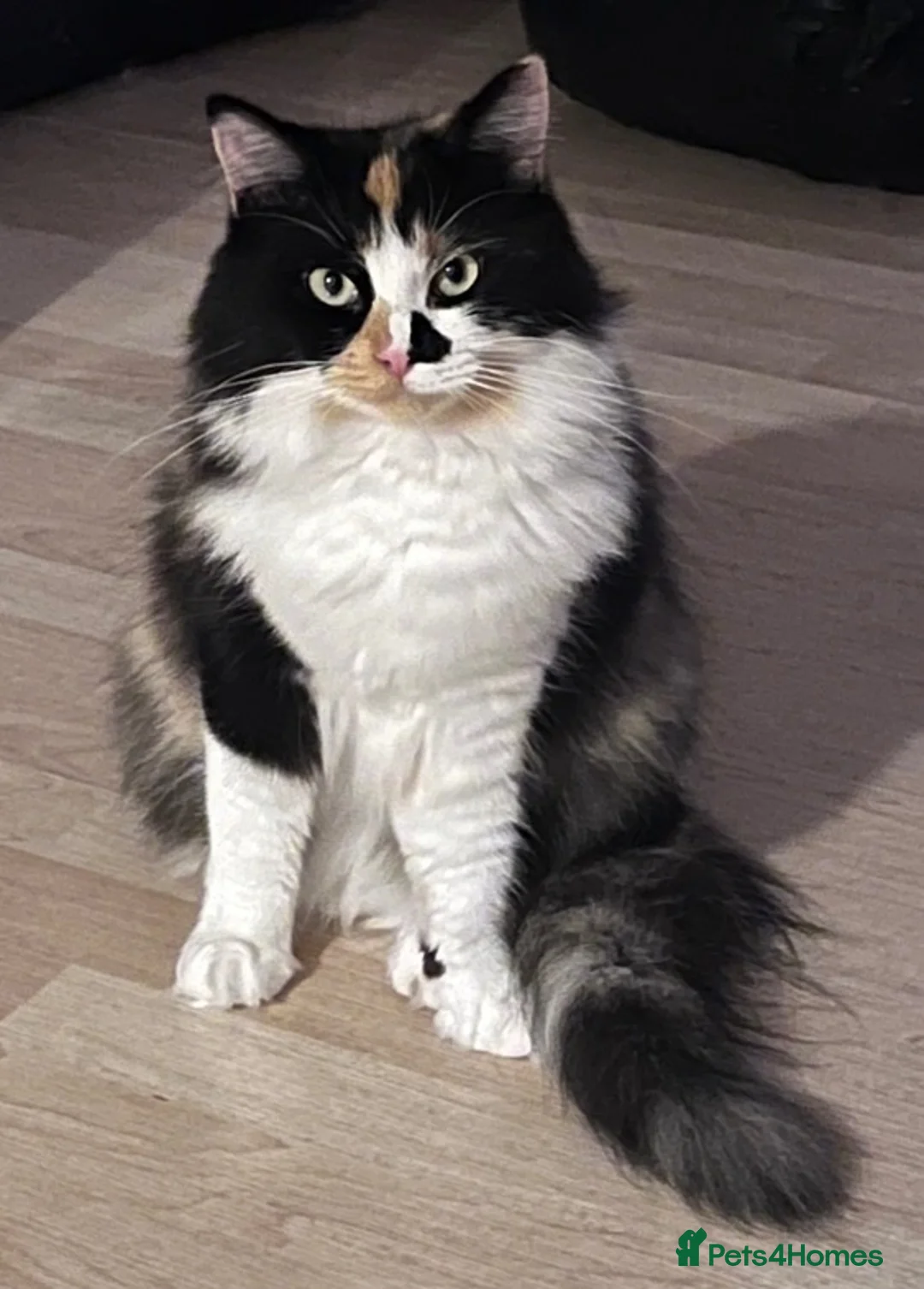 Ragdoll cats for sale: Ragdoll/Persian cross - 4 beautiful kittens - Advert 1