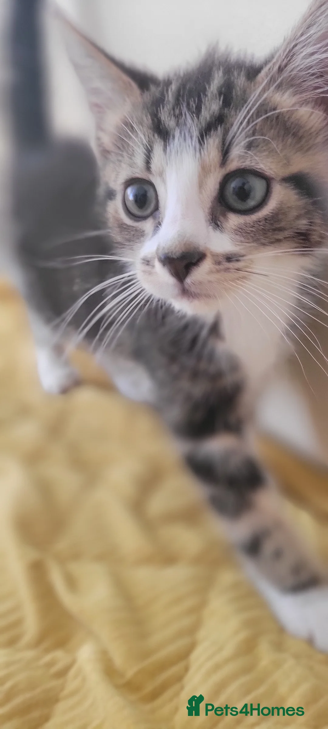Mixed Breed cats for sale: Kittens for sale. 2 boys and one girl - Advert 29