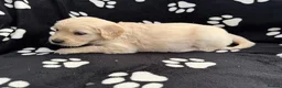 Golden Retriever dogs for sale: Kennel Club Health Tested Golden Retriever Puppies - Advert 30