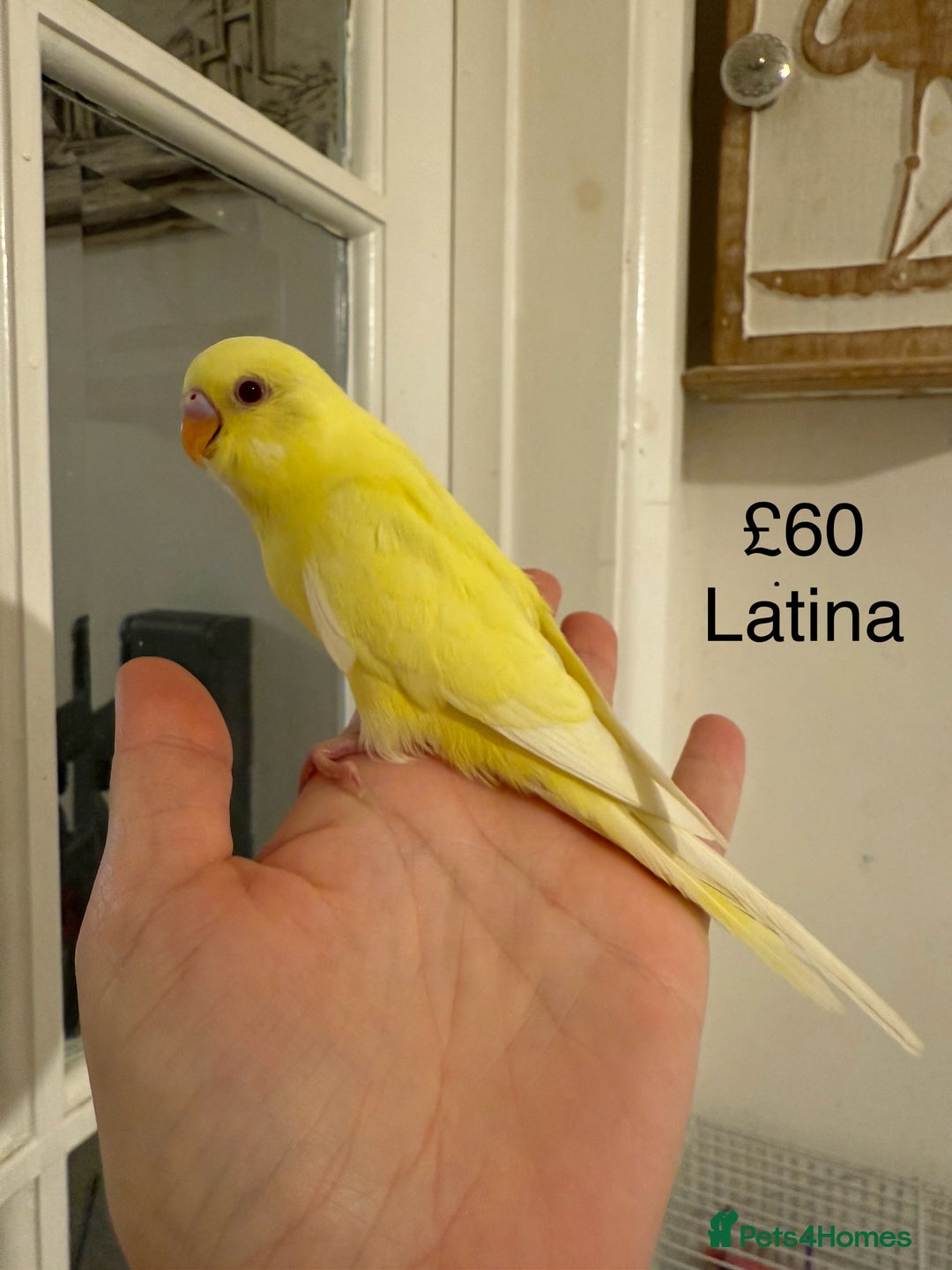 Budgerigars birds for sale: BABY BUDGIES FOR SALE  - Advert 1