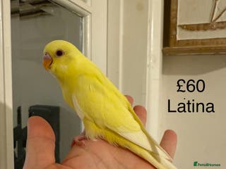 Budgerigars birds BABY BUDGIES FOR SALE - Advert 5
