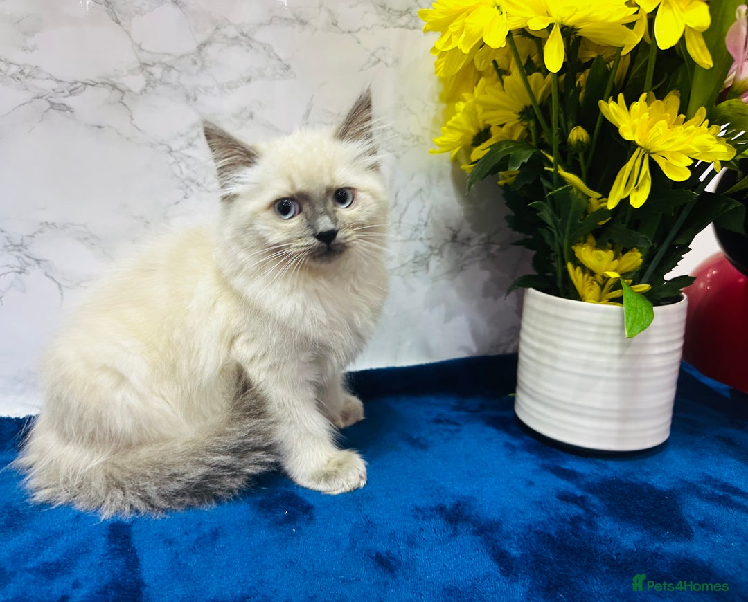 Ragdoll cats for sale: TICA Registered Magnificent Ragdoll kittens  - Image 11
