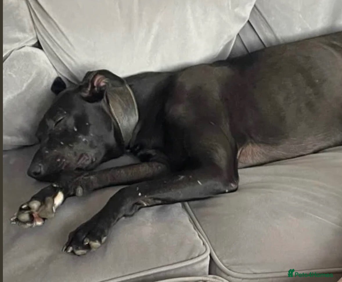 Lurcher dogs Bull lurcher x deerhound bull grey - Advert 14
