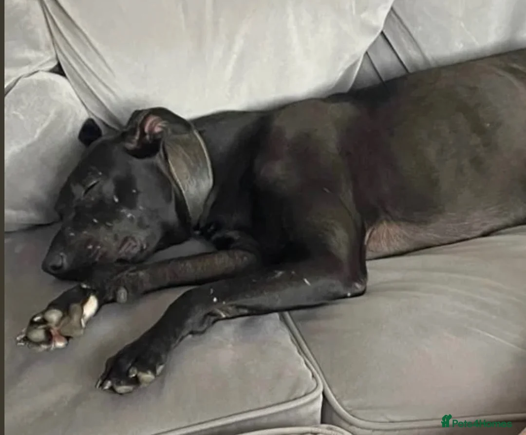 Lurcher dogs for sale: Bull lurcher x deerhound bull grey - Advert 1