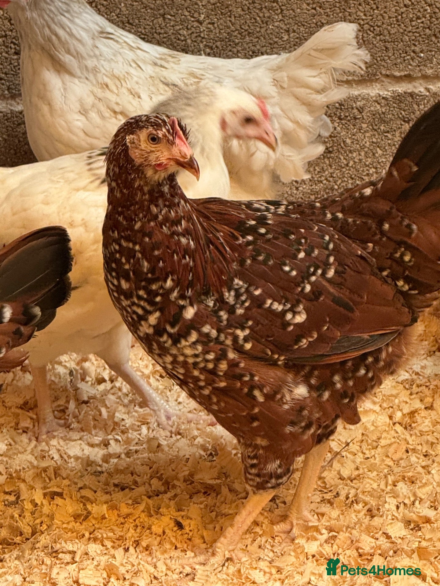 Chickens poultry Coloured hybrids  - Advert 4