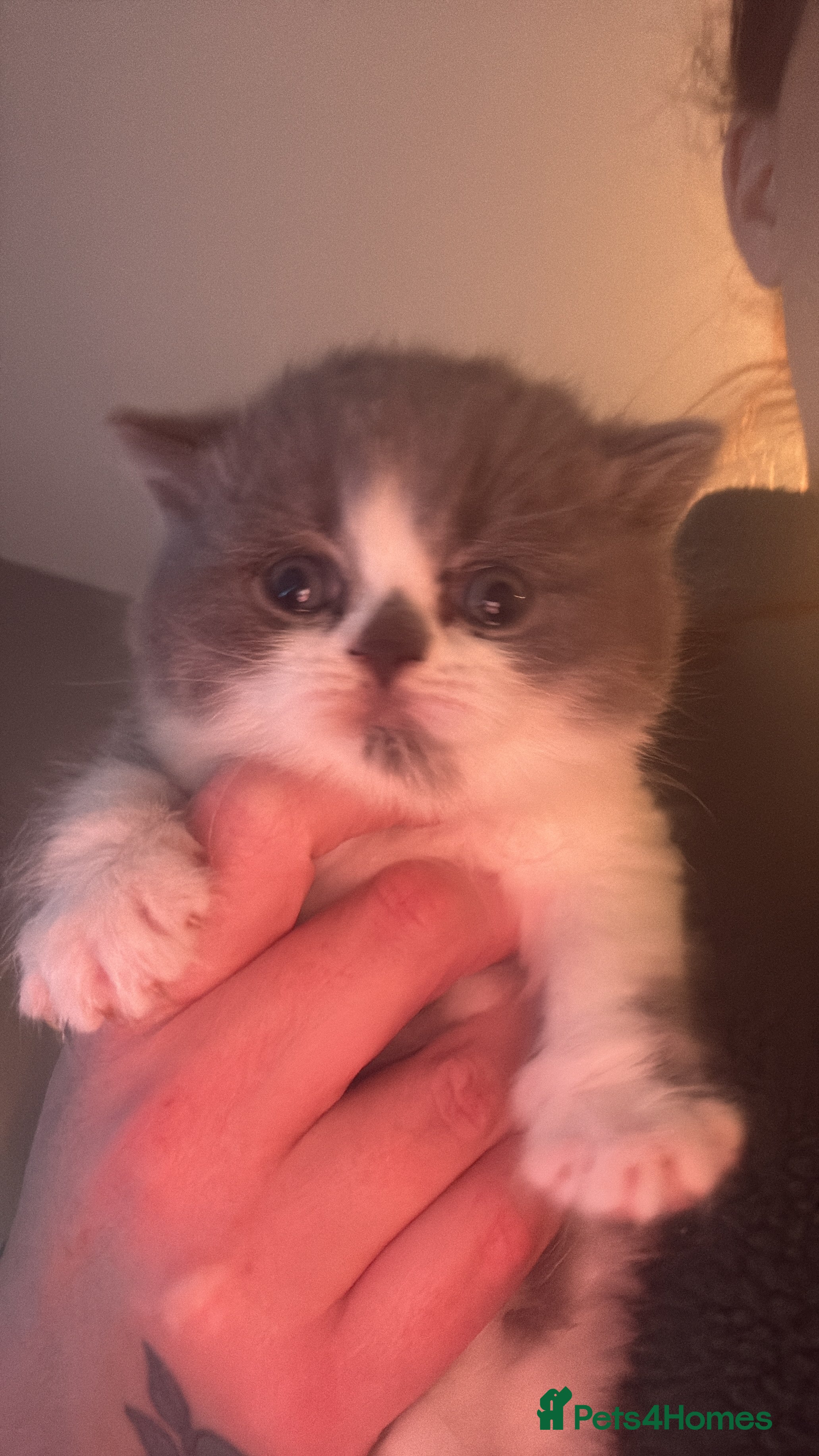 British Shorthair cats British shorthair kittens - Advert 16