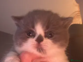 British Shorthair cats British shorthair kittens - Advert 16