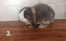 Mini Lop rabbits for sale: Mini Lop x French Lop Bunnies - Image 6