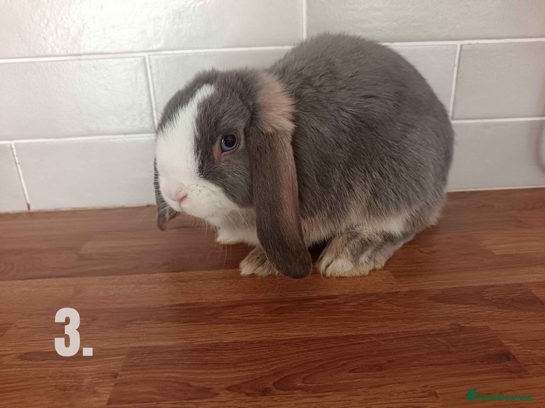 Mini Lop rabbits for sale: Mini Lop x French Lop Bunnies - Image 6